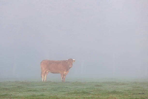 istock limousin cow in misty meadow 623963684