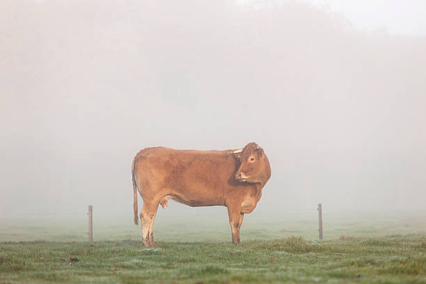 istock limousin cow in misty meadow 623963786