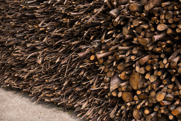 FireWoods collected from the forests. Probably will be use in  winter in villas.