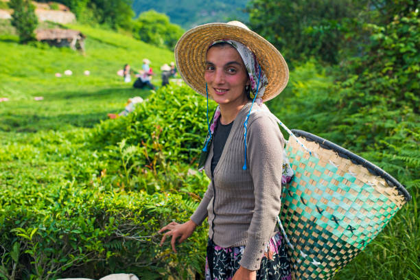 Rize, Turkey - May 28, 2013: Black Sea region. Tea worker woman working in the field in daytime. Camlihemsin is a well known area with their tea fields. Lady has a large hat for the harsh sunlight.