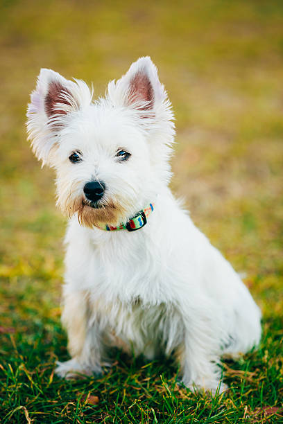 istock Small West Highland White Terrier - Westie, Westy Dog 623967460