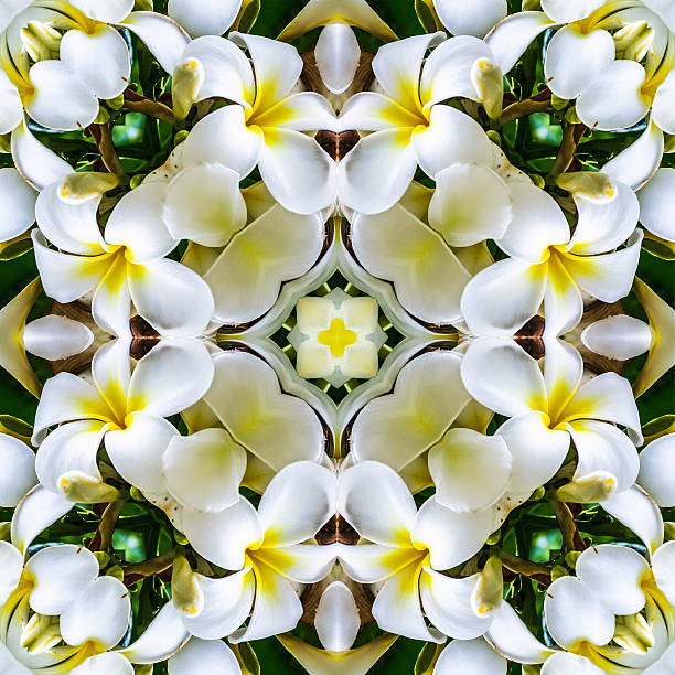 Plumeria Flower Mandala An abstract kalaidoscope effect of a close up of a  beautiful  plumeria flower often used to make leis in Hawaii. kaleidoscope pattern photos stock pictures, royalty-free photos & images