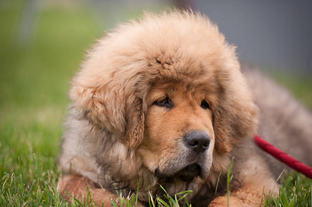 192 Golden Mastiff Stock Photos, Pictures & Royalty-Free Images - iStock