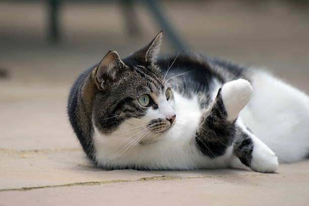 istock Cat lying on a patio floor watching a bird 623968608