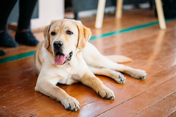 istock Young White Labrador Dog Sitting On Floor 623969108