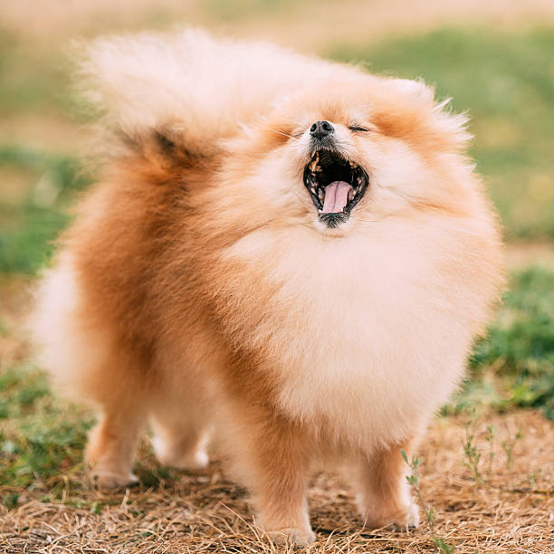 istock Playful Red Pomeranian Spitz  Small Dog 623969152