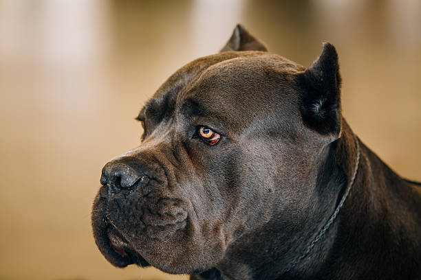 istock Cane Corso Dog Close Up Portrait 623969270