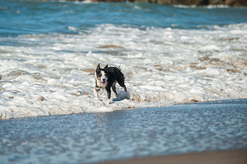Energetic black and white Australian Shepard dog splashing through the beach surf looking right.