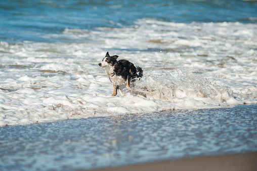 Energetic black and white Australian Shepard dog splashing through the beach surf.