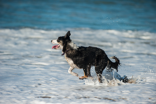 Closer view of energetic black and white dog splashing through the beach surf.