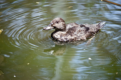 the freckled duck is swimming in a pond