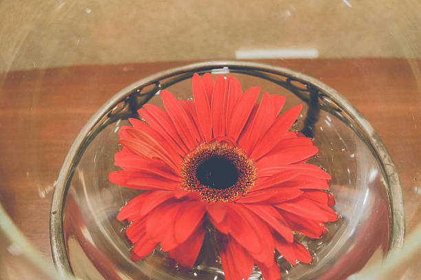 istock Red gerbera in a glass of water. 623980492