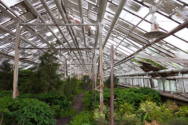 istock Growing the plants in the greenhouse 623981302