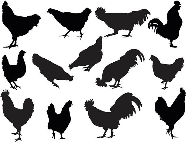 헨과 수탉 실루엣 - chicken livestock isolated white background stock illustrations