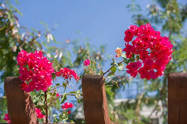 Photo of Bouganvillea on a sky background