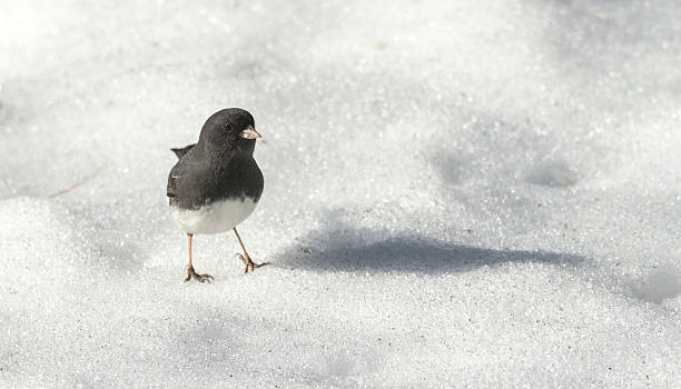 istock Dark Eyed Junco, Junco hyemalis Order: Passeriformes Family: EMBERIZIDAE 623983786