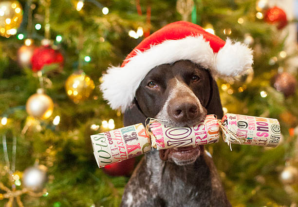 s’il vous plaît tirer un cracker avec moi - christmas cracker photos et images de collection