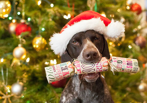 Please pull a cracker with me The dog picks up a Christmas cracker to pull. christmas cracker stock pictures, royalty-free photos & images