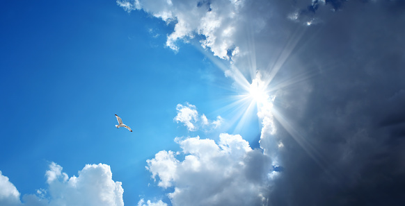 flying seagull over stormy and sunny sky with sunbeam