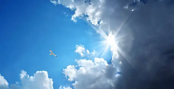 flying seagull over stormy and sunny sky with sunbeam