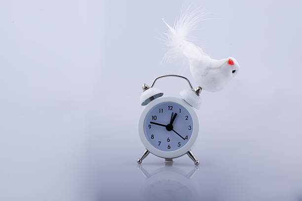istock Fake bird on an alarm clock 623985886