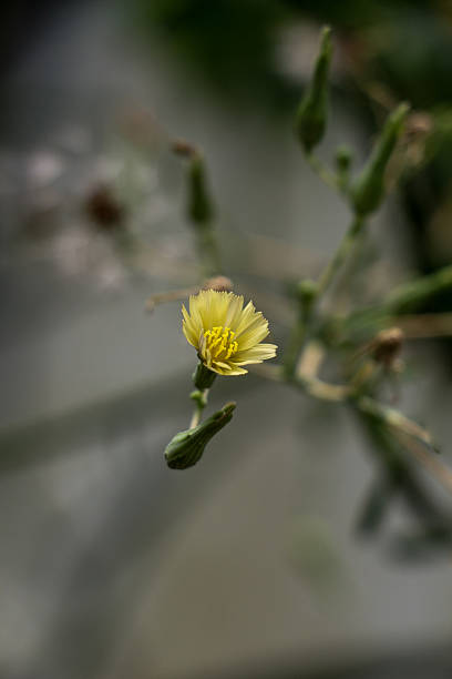istock Beautiful flowers in nature 623997262