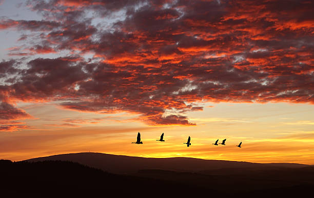 istock Birds flying against evening sunset autumn background 623997374