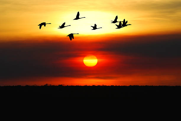 istock Birds in flight against bright autumn background 623997382