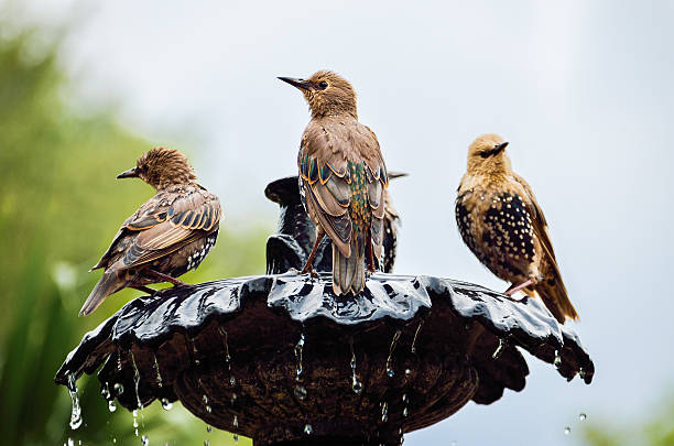 istock European Common Starling birds on fountain 623997402