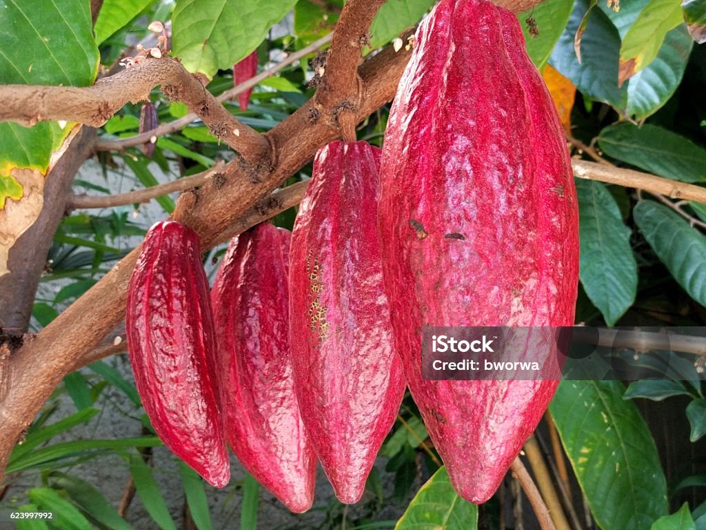 Cacao tree Cacao tree found on a cacao plantation in Venezuela Cacao Fruit Stock Photo