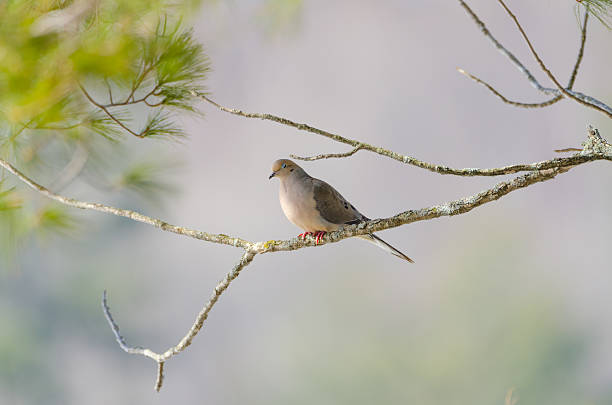 istock Mourning Dove, Turtle Dove (Zenaida macroura) on a tree branch. 624000688