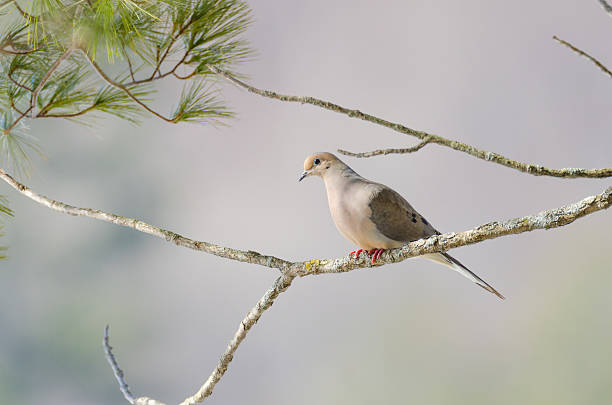 istock Mourning Dove, Turtle Dove (Zenaida macroura) on a tree branch. 624001330