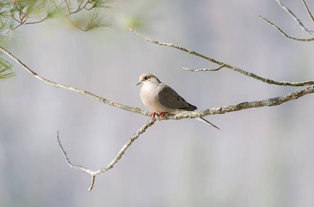 istock Mourning Dove, Turtle Dove (Zenaida macroura) on a tree branch. 624002150