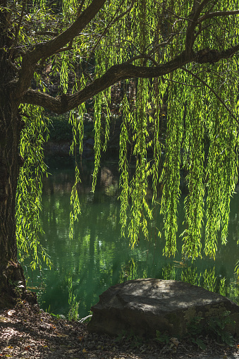 Lush foliage of a green willow tree  in close-up for an environmetal artistic design or a screen saver