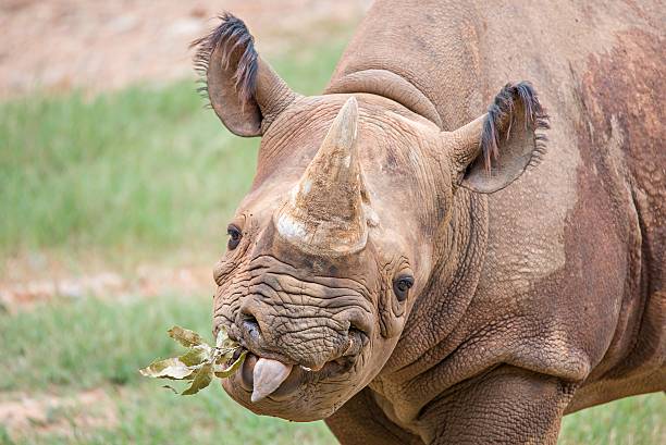 istock rhinoceros enjoying on green grassy meadow 624008066