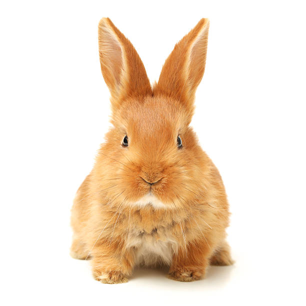 istock Baby of orange rabbit 624008176