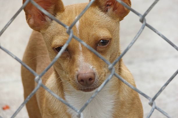 istock Face Chihuahua behind fence courious 624011096