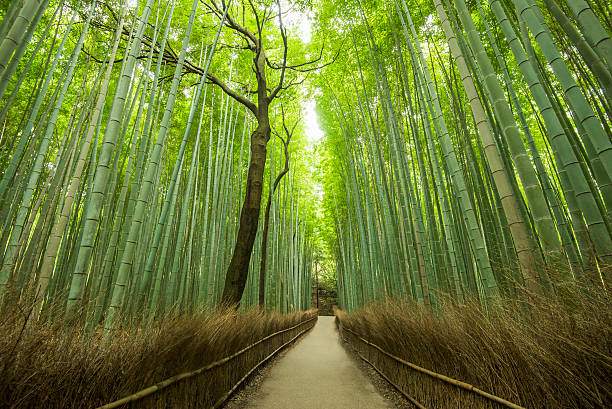 istock Path of Bamboo, Arashiyama, Kyoto, Japan 624011204