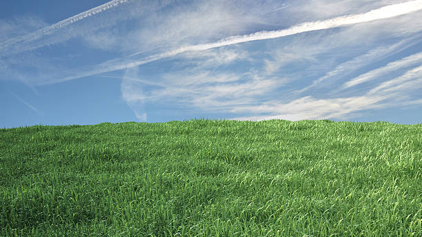 istock Meadow with grass and blue sky in the background 624011448