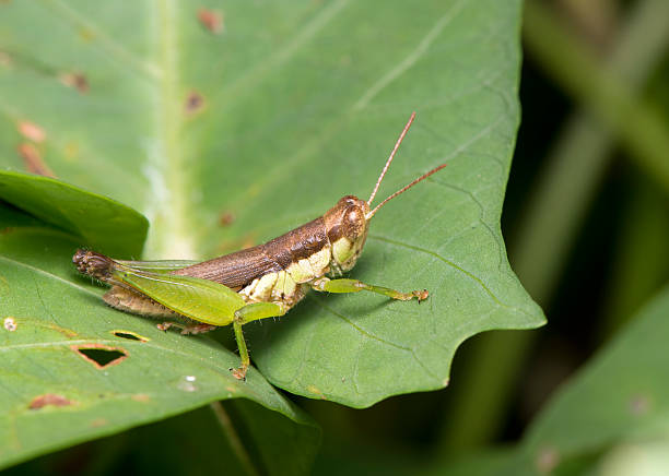 istock Grasshopper on the leaves 624012138