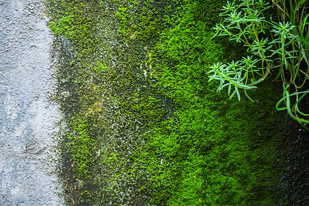istock close-up of green moss on old wall 624012692