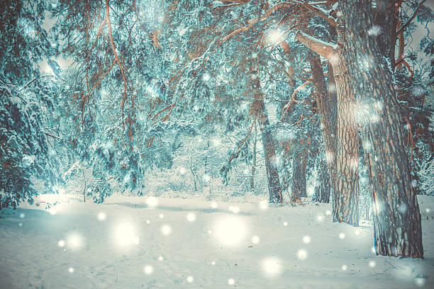 istock snow-covered trees plants forest in winter 624013160