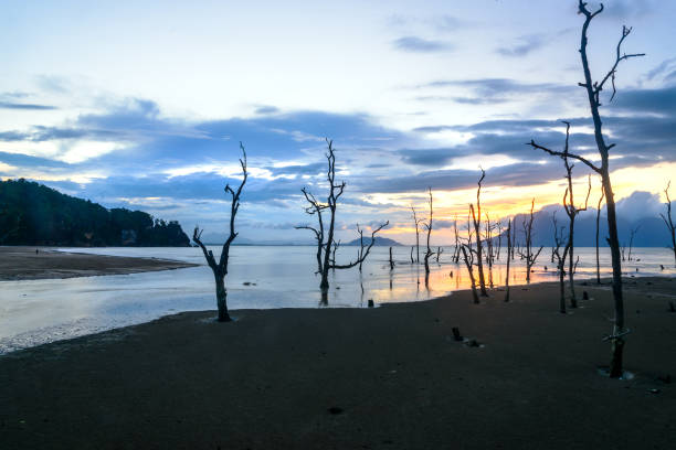 istock Dead mangrove trees on beach at sunset 624013258