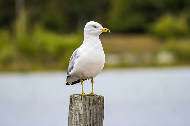 istock Seagull on the woodden post 624020400