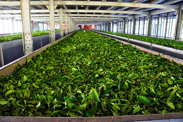 Withered tea leaves Troughs of hand picked tea leaves in the upper floors of the tea factory to withered in the warm building to remove moisture. southern sri lanka stock pictures, royalty-free photos & images
