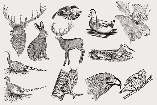 Big collection of vector hand drawn animals for design