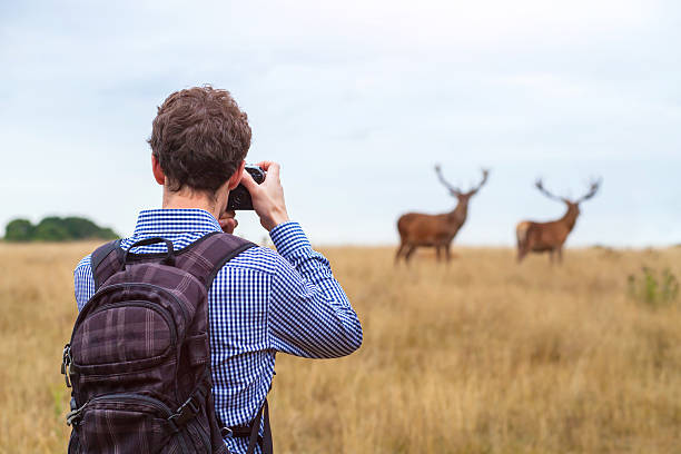 fotógrafo tomando foto de la vida silvestre - ciervo fotos fotografías e imágenes de stock