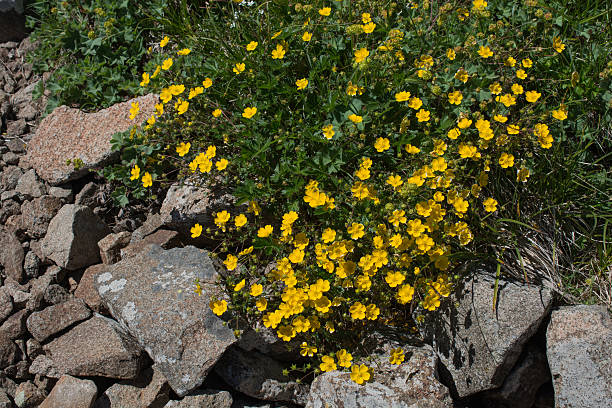 istock Beautiful flowers in nature 624024476