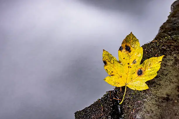 Autumn maple leaf lying on a stone near the waterfall