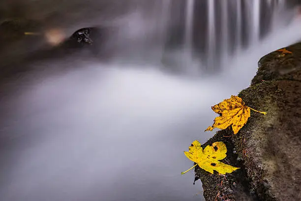 Autumn maple leaves lying on a stone near the waterfall